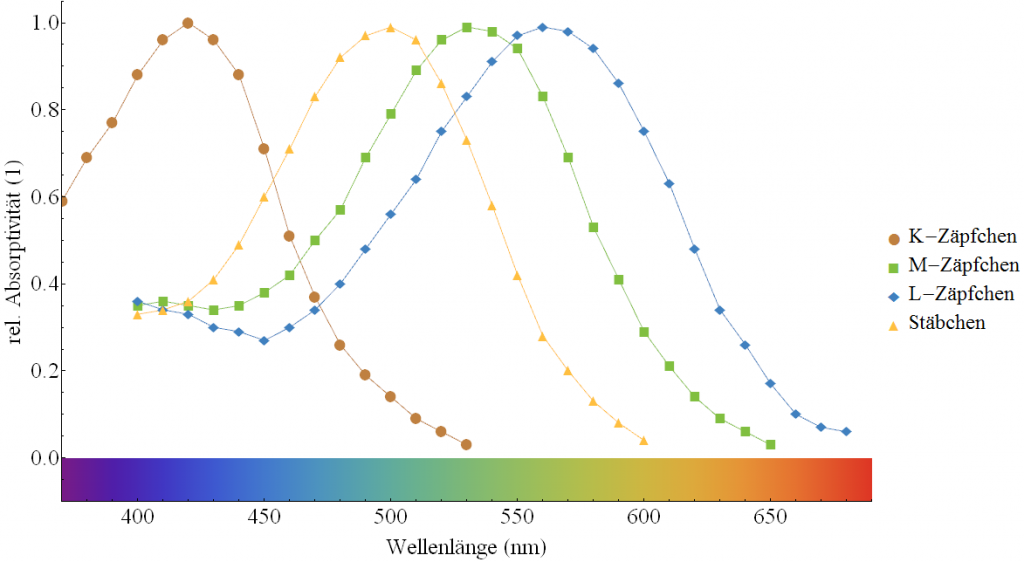 Die spektrale Absorptivität der Netzhautzellen in Abhängigkeit der Wellenlänge für die Stäbchen (S), kurzwellige Zäpfchen (K), mittelwellige Zäpfchen (M) und langwellige Zäpfchen (L). Gut erkennbar ist, dass die Maxima der Kurven bei unterschiedlichen Farben/Wellenlängen liegen. Quelle für Daten: Bowmaker 1980.