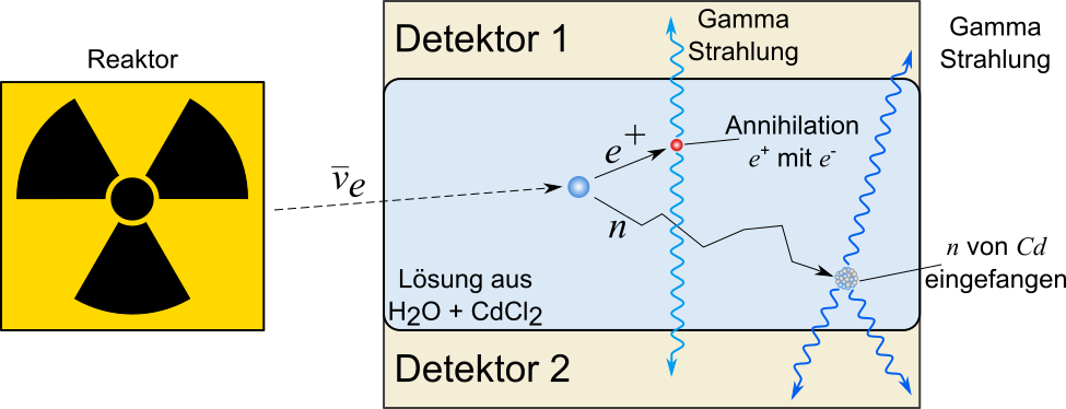 Messaufbau von Reines und Cowan zur Detektion des Antineutrinos. Ein Antielektronneutrino aus dem Reaktor wechselwirkt mit einem Proton im Wasser-Cadmiumchlorid Tank wodurch ein Neutron und ein Positron entstehen. Das Positron annihiliert mit einem Elektron im Wasser und gibt dabei Gammastrahlung ab. Das Neutron wird nach einigen Stößen mit Molekülen in der Lösung von Cadmium eingefangen wobei ebenfalls Gammastrahlung abgegeben wird.