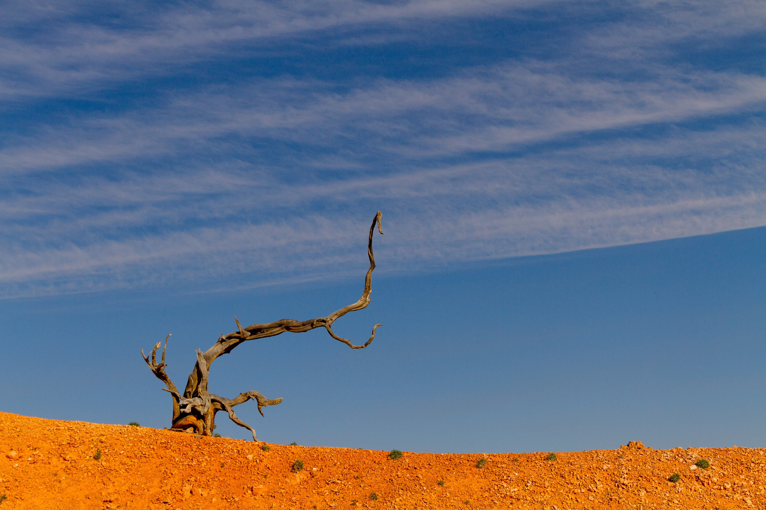 Ein verdörrter Baum im Bryce Canyon, Utah, USA